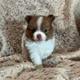Male 3 - Orange parti Pomeranian puppy in Weatherford, Texas from COCO'S POMS AND FRENCHIES