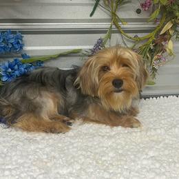 Biscuit - Blue and gold male Yorkshire Terrier puppy in Elgin, South Carolina from Silver Bells Paw Prints