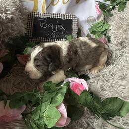 Baja - White and brown male Saint Berdoodle puppy in Traverse City, Michigan from Bare Paws Saint Berdoodles