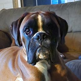 Pickles - Boxer