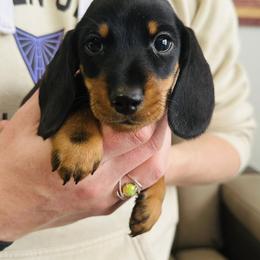 Dachshund Puppies from Dreamin Dachshunds
