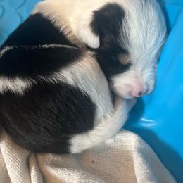 Freedom - Tri-color male Border Collie puppy in Salem, Oregon from Croisan Creek Border Collies