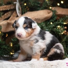 Princess Peach - Blue merle female Australian Shepherd puppy in Woodford, Virginia from Skyborne Australian Shepherds