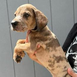 Supergirl - Merle female Great Dane puppy in Florida from Beachside Kennels
