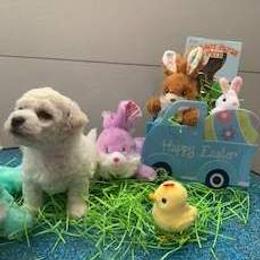 Piper - White male Bichon Frise puppy in Lindale, Texas from Patchwork Bedlington Terriers and Bichon Frise