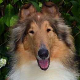 Collies from Avalon Collies