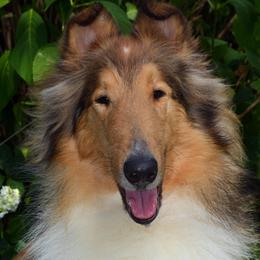 Collies from Avalon Collies