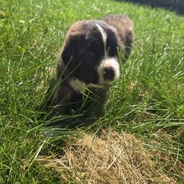 Saint Bernard Puppies from Cincinnati St. Bernards