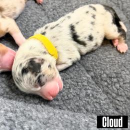 Cloud - Blue merle female Miniature American Shepherd puppy in Tucson, Arizona from Outlaw Minis