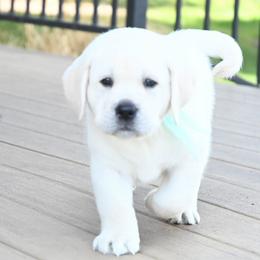 MR. MINT BonBon-Blue TBD - Yellow male Labrador Retriever puppy in Pasco, Washington from ROCK CREEK LABRADORS