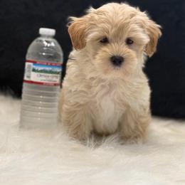 Buddy - Apricot male Maltipoo puppy in Lancaster, South Carolina from 3 Bs Havanese-PUPPIES with  PURPOSE