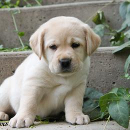 Girl 1 - Yellow female Labrador Retriever puppy in Utah County, Utah from Günther Labradors
