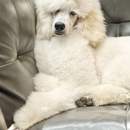 Poodle All Grown Up from Dreamland Standard Poodles