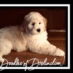 Goldendoodle Puppies from Lakeshore Doodles