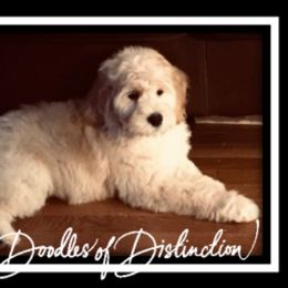 Goldendoodle Puppies from Lakeshore Doodles