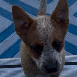 Chili - Red speckled female Australian Cattle Dog puppy in Christmas, Florida from OverTime Cattle Dogs