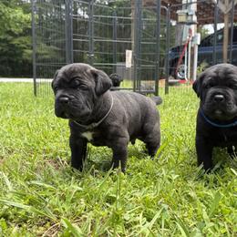 Cane Corso Puppies from CANE CORSO DI DROGHEDA