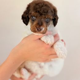 Outlaw - Phantom female Poodle puppy in Hartwell, Georgia from Lake Hartwell Standard Poodles