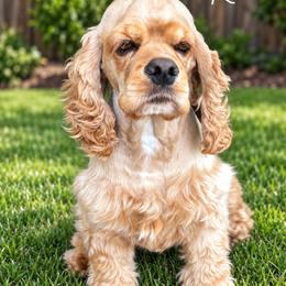 Reece - Cocker Spaniel