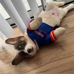 Boy 1 - Blue male Pembroke Welsh Corgi puppy in Ocala, Florida from Dolan Farms Corgis