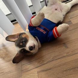 Boy 1 - Blue male Pembroke Welsh Corgi puppy in Ocala, Florida from Dolan Farms Corgis