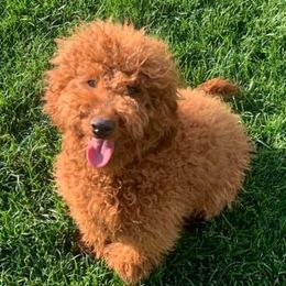 Bernedoodles, Goldendoodles, and Poodles from Dey Hill Doodles
