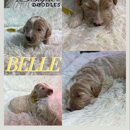 Aussiedoodle, Goldendoodle, and Poodle Puppies from Designer Doodles