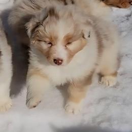 Riata - Red merle female Australian Shepherd puppy in Clover, Virginia from Four Winds Australian Shepherds