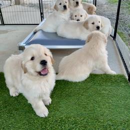 Golden Retriever Puppies from Caliber Golden Retriever’s