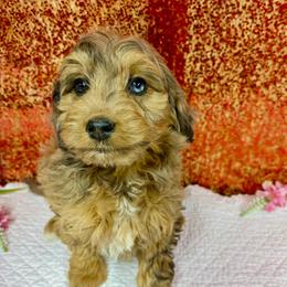 Stella - Brown merle female Aussiedoodle puppy in Marshall, Arkansas from Buffalo River Puppies