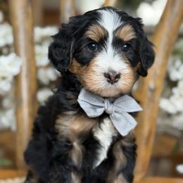 Skye - white collar - Tri-color male Bernedoodle puppy in Yuciapa, California from AlltheDoodlez_