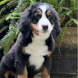 Bernese Mountain Dog puppies from Beitzel Babies