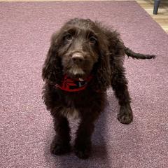 Sarah - Liver and white female Springerdoodle puppy in Lisbon, Ohio from Willow Lane Doodles