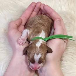 Green Collar Boy, Leonard - Blenheim male Cavapoo puppy in Cypress, Texas from Doodles Of Cypress