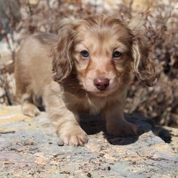 Dachshund Puppies from Rylie Stovall