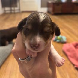 Wynonna - Piebald female Dachshund puppy in Dobson, North Carolina from Oakleys Dachshund Haven
