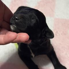 Oreo - Black male Double Doodle puppy in Chesapeake, Virginia from Doodle-Cove