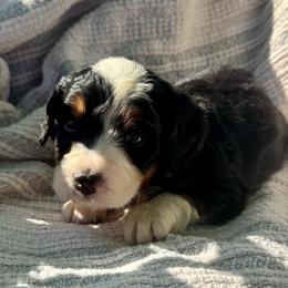 Sophie's Boy 3 - Tri-color male Bernedoodle puppy in Russiaville, Indiana from Pleasant Creek Minibernedoodles