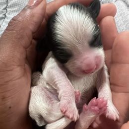Companion Crosses from Monesia's Puppies