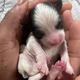 Companion Crosses from Monesia's Puppies