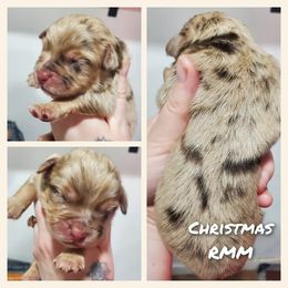 Christmas - Miniature Australian Shepherd puppy in Roseville, California from Golden State Mini Aussies