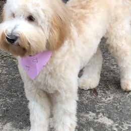 Maizie - Goldendoodle