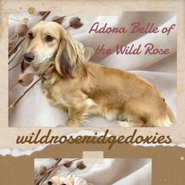 Adora - Dachshund