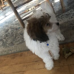 Poodle Puppies from Clementi Pearl Goldens and Poodles