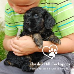 Cockapoo Puppies from Chesley Hill Cockapoos