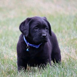 Blue Female - Black female Labrador Retriever puppy in Archer Lodge, North Carolina from Archer Lodge Labradors