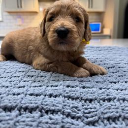 Yellow Female- MiniGoldendoodle - Red  female Goldendoodle puppy in Piedmont, South Carolina from The Farm at Saluda Ridge