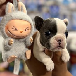 Boy 3 - Blue male French Bulldog puppy in City Of Industry, California from Cert. Frenchies