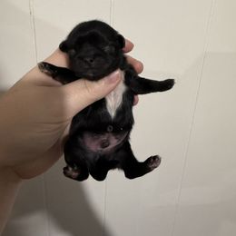 Boy 2 - Black male Pekingese puppy in Clinton, Tennessee from Gracelands Pekingese