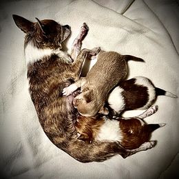 Boston Terriers and Chihuahuas from Itty Bitty Boston & Chi Co, Veteran Owned